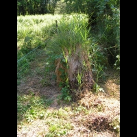 Touradon (Tourbieres de l'Herretang, Isere, France) 1
